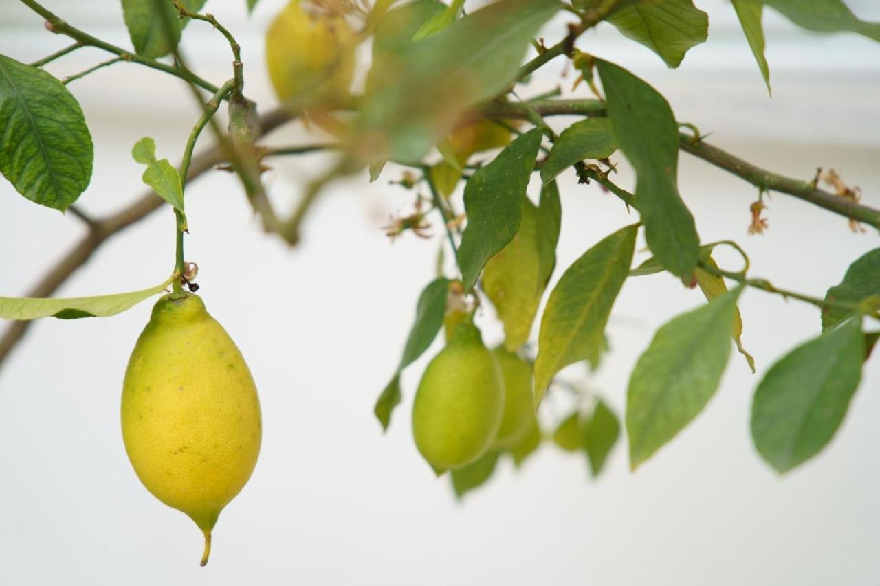 Lemon Tree Hotel Парга Экстерьер фото